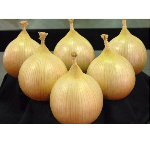 60 Litre - Leek & Onion Special Compost - Pallet Deals